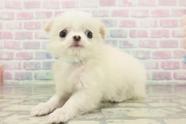 千葉県のチワワ(ロング) (Coo&RIKU東船橋店/2026年1月30日生まれ/男の子/ホワイト)の子犬の2枚目の画像