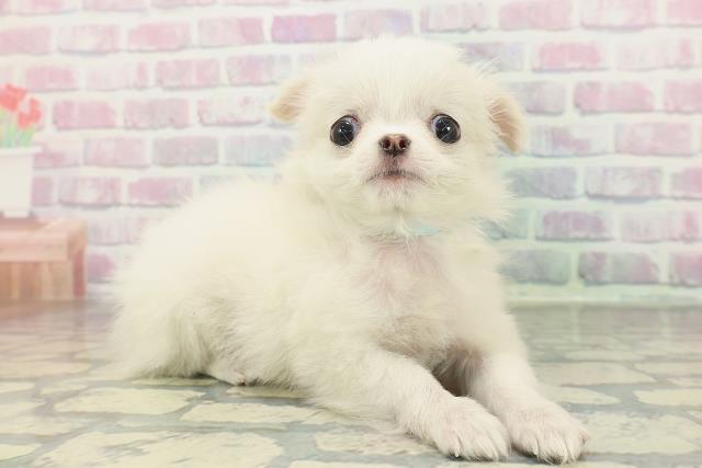 千葉県のチワワ(ロング) (Coo&RIKU東船橋店/2026年1月30日生まれ/男の子/ホワイト)の子犬の3枚目の画像