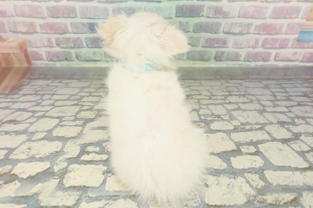 千葉県のチワワ(ロング) (Coo&RIKU東船橋店/2026年1月30日生まれ/男の子/ホワイト)の子犬の4枚目の画像