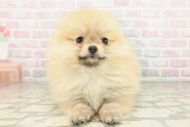 長野県のポメラニアン (Coo&RIKU長野店/2026年1月30日生まれ/女の子/オレンジ)の子犬の1枚目の画像