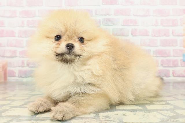 長野県のポメラニアン (Coo&RIKU長野店/2026年1月30日生まれ/女の子/オレンジ)の子犬の2枚目の画像