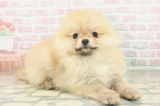 長野県のポメラニアン (Coo&RIKU長野店/2026年1月30日生まれ/女の子/オレンジ)の子犬の3枚目の画像