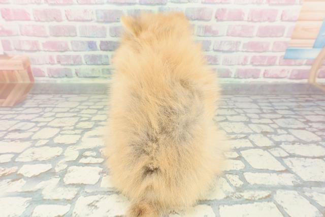 長野県のポメラニアン (Coo&RIKU長野店/2026年1月30日生まれ/女の子/オレンジ)の子犬の4枚目の画像