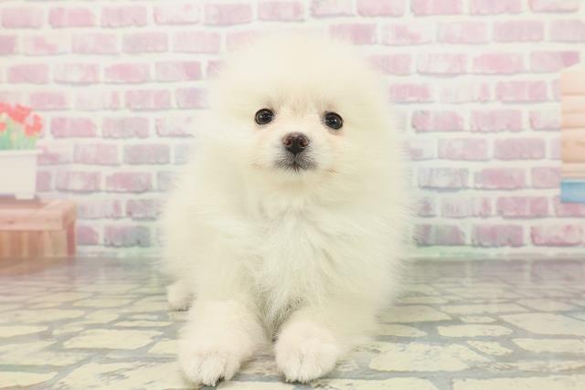 群馬県のポメラニアン (Coo&RIKU前橋店/2026年1月30日生まれ/女の子/クリーム)の子犬の1枚目の画像