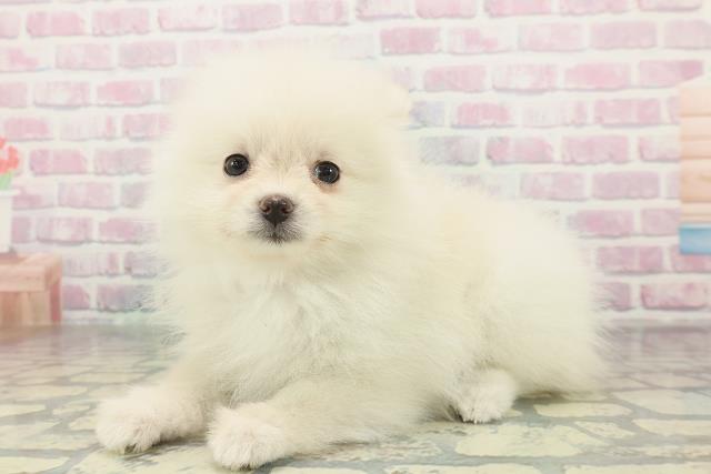 群馬県のポメラニアン (Coo&RIKU前橋店/2026年1月30日生まれ/女の子/クリーム)の子犬の2枚目の画像