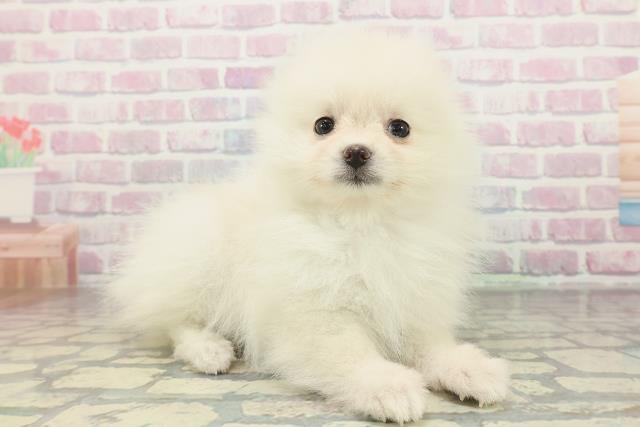 群馬県のポメラニアン (Coo&RIKU前橋店/2026年1月30日生まれ/女の子/クリーム)の子犬の3枚目の画像