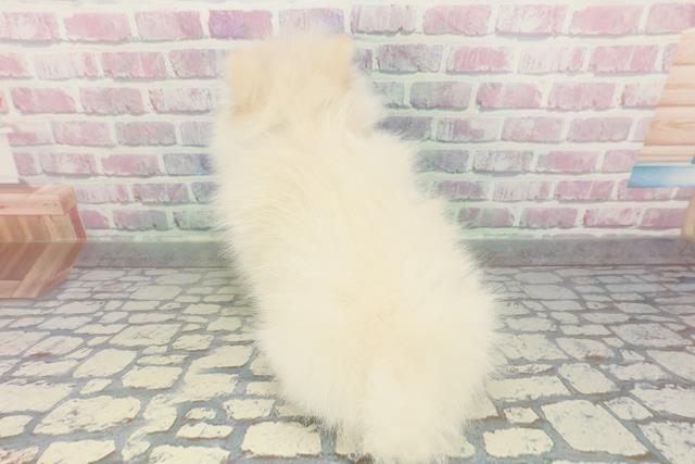 群馬県のポメラニアン (Coo&RIKU前橋店/2026年1月30日生まれ/女の子/クリーム)の子犬の4枚目の画像