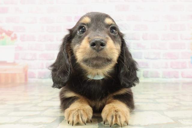 兵庫県のミニチュアダックスフンド(ロング) (Coo&RIKU明石店/2026年1月31日生まれ/男の子/ブラックタン)の子犬の1枚目の画像