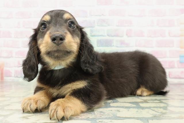 兵庫県のミニチュアダックスフンド(ロング) (Coo&RIKU明石店/2026年1月31日生まれ/男の子/ブラックタン)の子犬の2枚目の画像