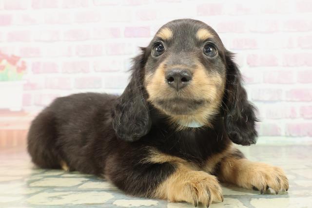 兵庫県のミニチュアダックスフンド(ロング) (Coo&RIKU明石店/2026年1月31日生まれ/男の子/ブラックタン)の子犬の3枚目の画像