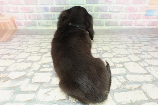 兵庫県のミニチュアダックスフンド(ロング) (Coo&RIKU明石店/2026年1月31日生まれ/男の子/ブラックタン)の子犬の4枚目の画像