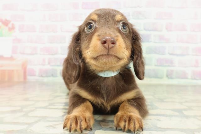 兵庫県のミニチュアダックスフンド(ロング) (Coo&RIKU姫路店/2026年1月31日生まれ/男の子/チョコレートタン)の子犬の1枚目の画像