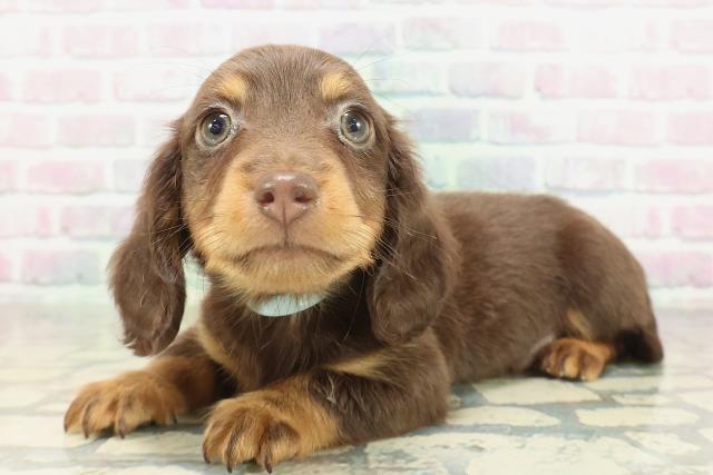 兵庫県のミニチュアダックスフンド(ロング) (Coo&RIKU姫路店/2026年1月31日生まれ/男の子/チョコレートタン)の子犬の2枚目の画像