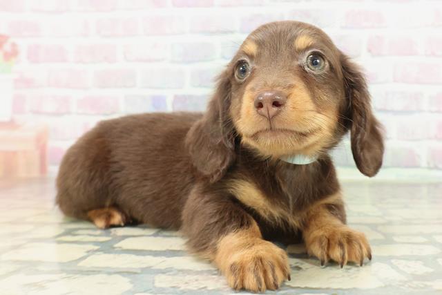 兵庫県のミニチュアダックスフンド(ロング) (Coo&RIKU姫路店/2026年1月31日生まれ/男の子/チョコレートタン)の子犬の3枚目の画像