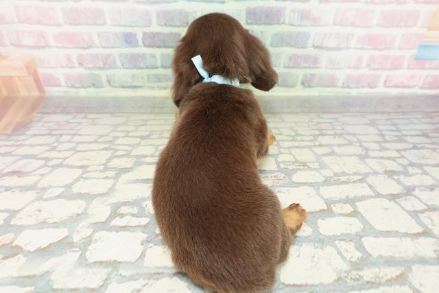 兵庫県のミニチュアダックスフンド(ロング) (Coo&RIKU姫路店/2026年1月31日生まれ/男の子/チョコレートタン)の子犬の4枚目の画像