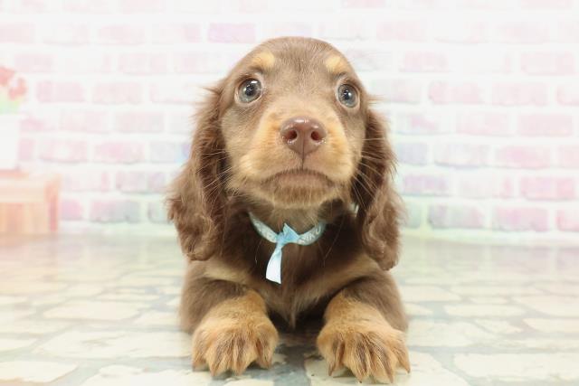 大阪府のミニチュアダックスフンド(ロング) (Coo&RIKU松原店/2026年1月31日生まれ/男の子/チョコレートタン)の子犬の1枚目の画像