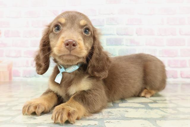 大阪府のミニチュアダックスフンド(ロング) (Coo&RIKU松原店/2026年1月31日生まれ/男の子/チョコレートタン)の子犬の2枚目の画像