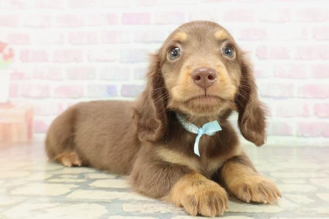 大阪府のミニチュアダックスフンド(ロング) (Coo&RIKU松原店/2026年1月31日生まれ/男の子/チョコレートタン)の子犬の3枚目の画像