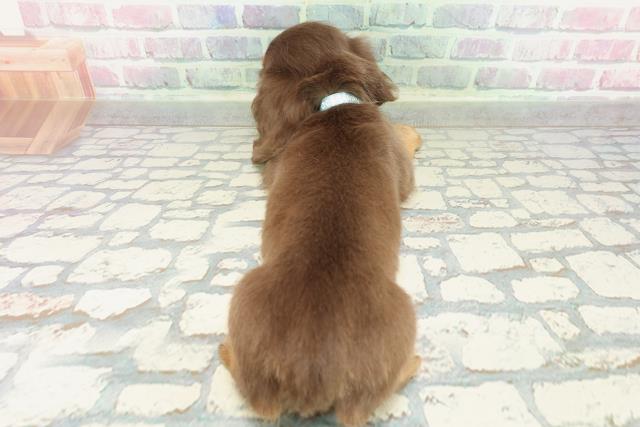 大阪府のミニチュアダックスフンド(ロング) (Coo&RIKU松原店/2026年1月31日生まれ/男の子/チョコレートタン)の子犬の4枚目の画像