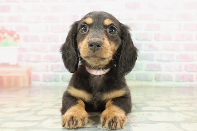 京都府のミニチュアダックスフンド(ロング) (Coo&RIKU舞鶴店/2026年1月31日生まれ/女の子/ブラックタン)の子犬の1枚目の画像