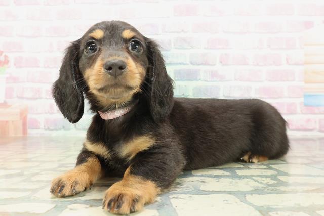 京都府のミニチュアダックスフンド(ロング) (Coo&RIKU舞鶴店/2026年1月31日生まれ/女の子/ブラックタン)の子犬の2枚目の画像