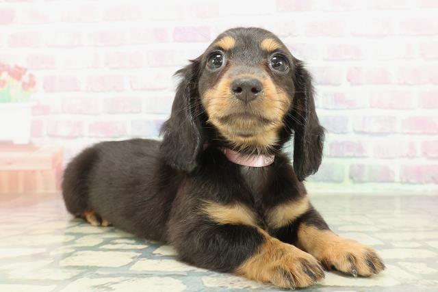 京都府のミニチュアダックスフンド(ロング) (Coo&RIKU舞鶴店/2026年1月31日生まれ/女の子/ブラックタン)の子犬の3枚目の画像