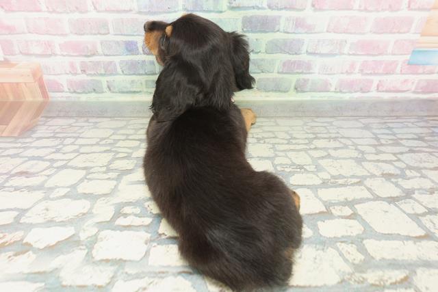 京都府のミニチュアダックスフンド(ロング) (Coo&RIKU舞鶴店/2026年1月31日生まれ/女の子/ブラックタン)の子犬の4枚目の画像