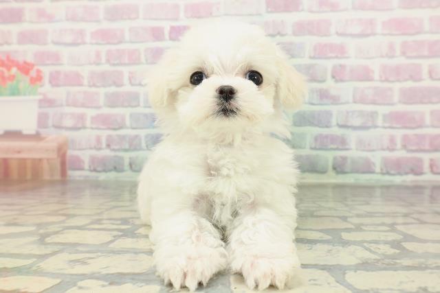 秋田県のマルチーズ (Coo&RIKU秋田店/2026年2月3日生まれ/女の子/ホワイト)の子犬の1枚目の画像