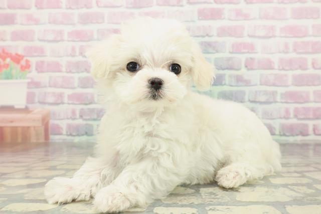 秋田県のマルチーズ (Coo&RIKU秋田店/2026年2月3日生まれ/女の子/ホワイト)の子犬の2枚目の画像