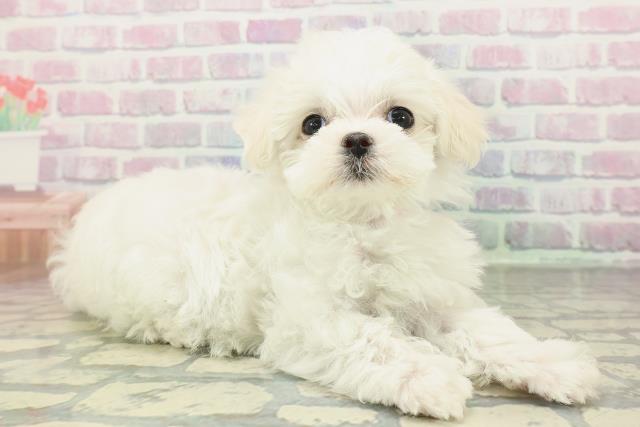 秋田県のマルチーズ (Coo&RIKU秋田店/2026年2月3日生まれ/女の子/ホワイト)の子犬の3枚目の画像