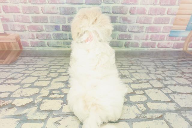 秋田県のマルチーズ (Coo&RIKU秋田店/2026年2月3日生まれ/女の子/ホワイト)の子犬の4枚目の画像