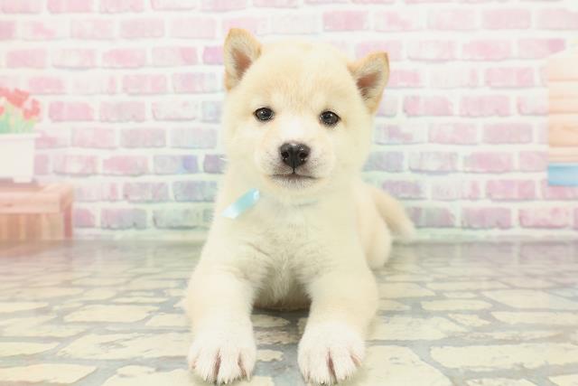 新潟県の豆柴 (Coo&RIKU長岡店/2026年2月2日生まれ/男の子/白)の子犬の1枚目の画像