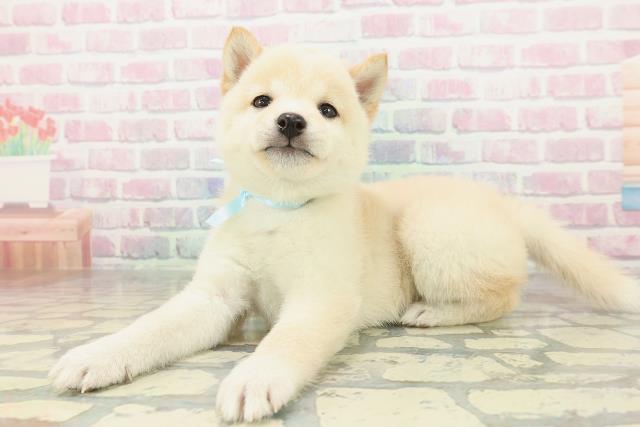 新潟県の豆柴 (Coo&RIKU長岡店/2026年2月2日生まれ/男の子/白)の子犬の2枚目の画像