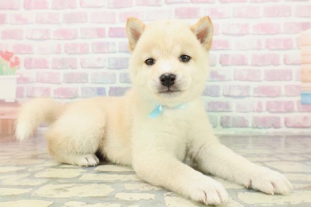 新潟県の豆柴 (Coo&RIKU長岡店/2026年2月2日生まれ/男の子/白)の子犬の3枚目の画像