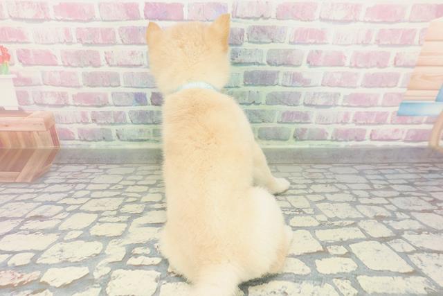 新潟県の豆柴 (Coo&RIKU長岡店/2026年2月2日生まれ/男の子/白)の子犬の4枚目の画像