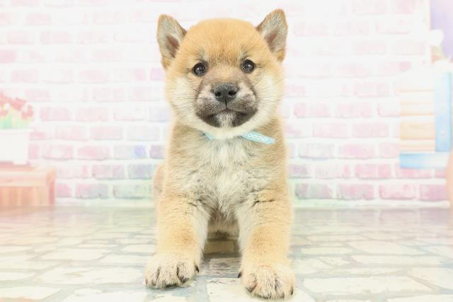 福島県の柴犬(標準サイズ) (Coo&RIKU福島店/2026年2月2日生まれ/男の子/赤)の子犬の1枚目の画像