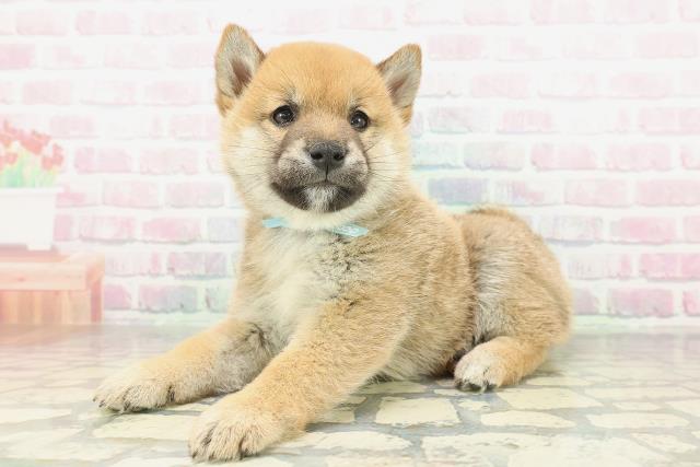 福島県の柴犬(標準サイズ) (Coo&RIKU福島店/2026年2月2日生まれ/男の子/赤)の子犬の2枚目の画像