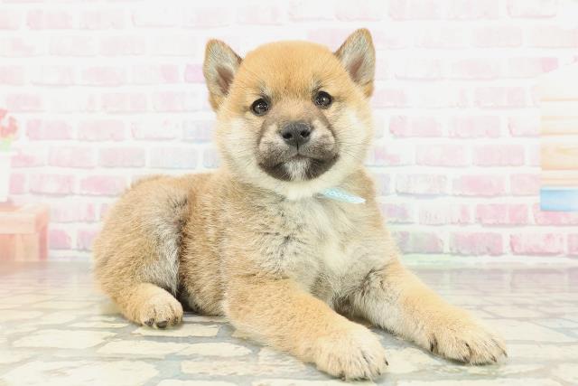 福島県の柴犬(標準サイズ) (Coo&RIKU福島店/2026年2月2日生まれ/男の子/赤)の子犬の3枚目の画像