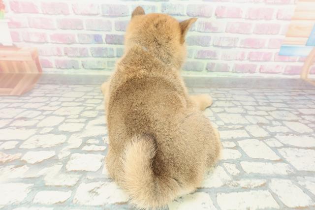 福島県の柴犬(標準サイズ) (Coo&RIKU福島店/2026年2月2日生まれ/男の子/赤)の子犬の4枚目の画像