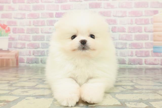 大阪府のポメラニアン (Coo&RIKU東大阪店/2026年2月1日生まれ/男の子/ホワイト)の子犬の1枚目の画像