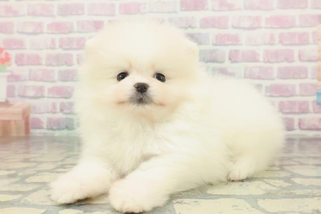 大阪府のポメラニアン (Coo&RIKU東大阪店/2026年2月1日生まれ/男の子/ホワイト)の子犬の2枚目の画像