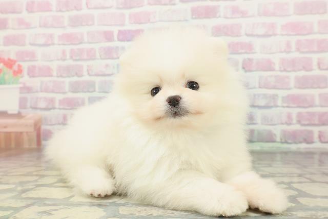大阪府のポメラニアン (Coo&RIKU東大阪店/2026年2月1日生まれ/男の子/ホワイト)の子犬の3枚目の画像