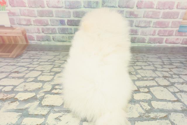 大阪府のポメラニアン (Coo&RIKU東大阪店/2026年2月1日生まれ/男の子/ホワイト)の子犬の4枚目の画像