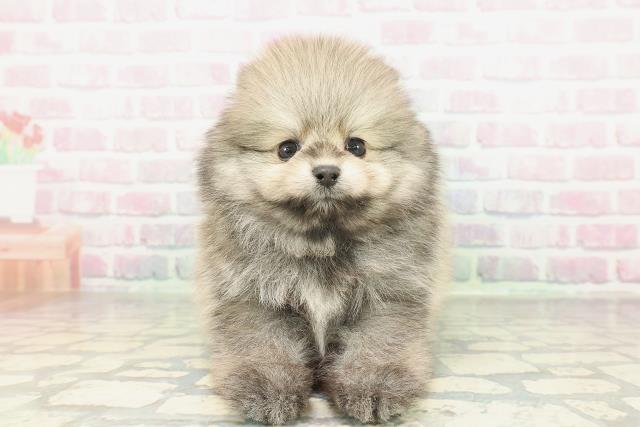 東京都のポメラニアン (Coo&RIKU大久保店/2026年2月1日生まれ/男の子/ウルフセーブル)の子犬