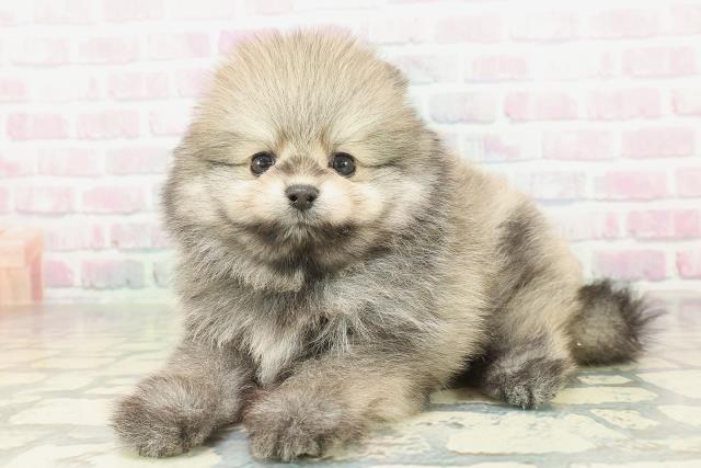 東京都のポメラニアン (Coo&RIKU大久保店/2026年2月1日生まれ/男の子/ウルフセーブル)の子犬の2枚目の画像
