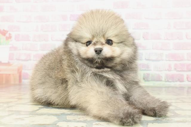 東京都のポメラニアン (Coo&RIKU大久保店/2026年2月1日生まれ/男の子/ウルフセーブル)の子犬の3枚目の画像