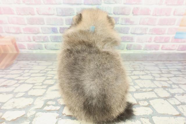 東京都のポメラニアン (Coo&RIKU大久保店/2026年2月1日生まれ/男の子/ウルフセーブル)の子犬の4枚目の画像