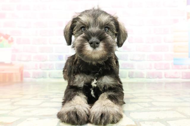 北海道のミニチュアシュナウザー (Coo&RIKU岩見沢店/2026年2月2日生まれ/男の子/ソルトペッパー)の子犬