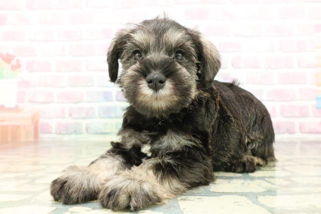 北海道のミニチュアシュナウザー (Coo&RIKU岩見沢店/2026年2月2日生まれ/男の子/ソルトペッパー)の子犬の2枚目の画像