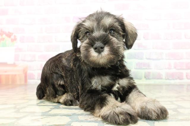 北海道のミニチュアシュナウザー (Coo&RIKU岩見沢店/2026年2月2日生まれ/男の子/ソルトペッパー)の子犬の3枚目の画像